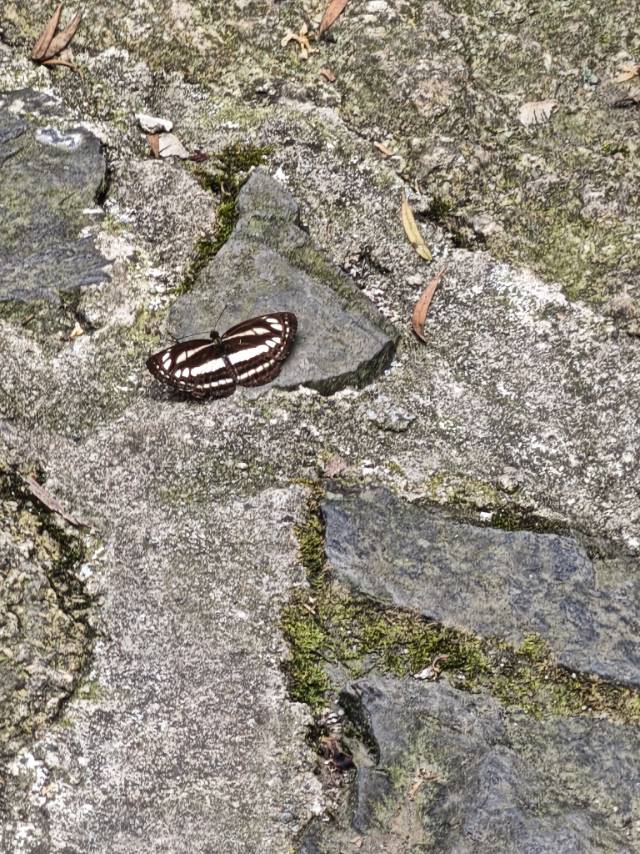 珂环蛱蝶