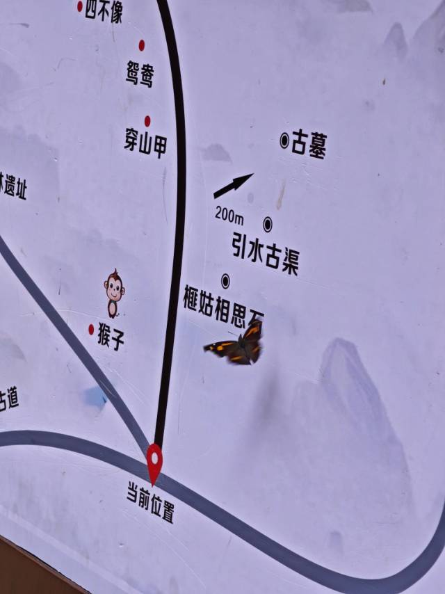 朴喙蝶