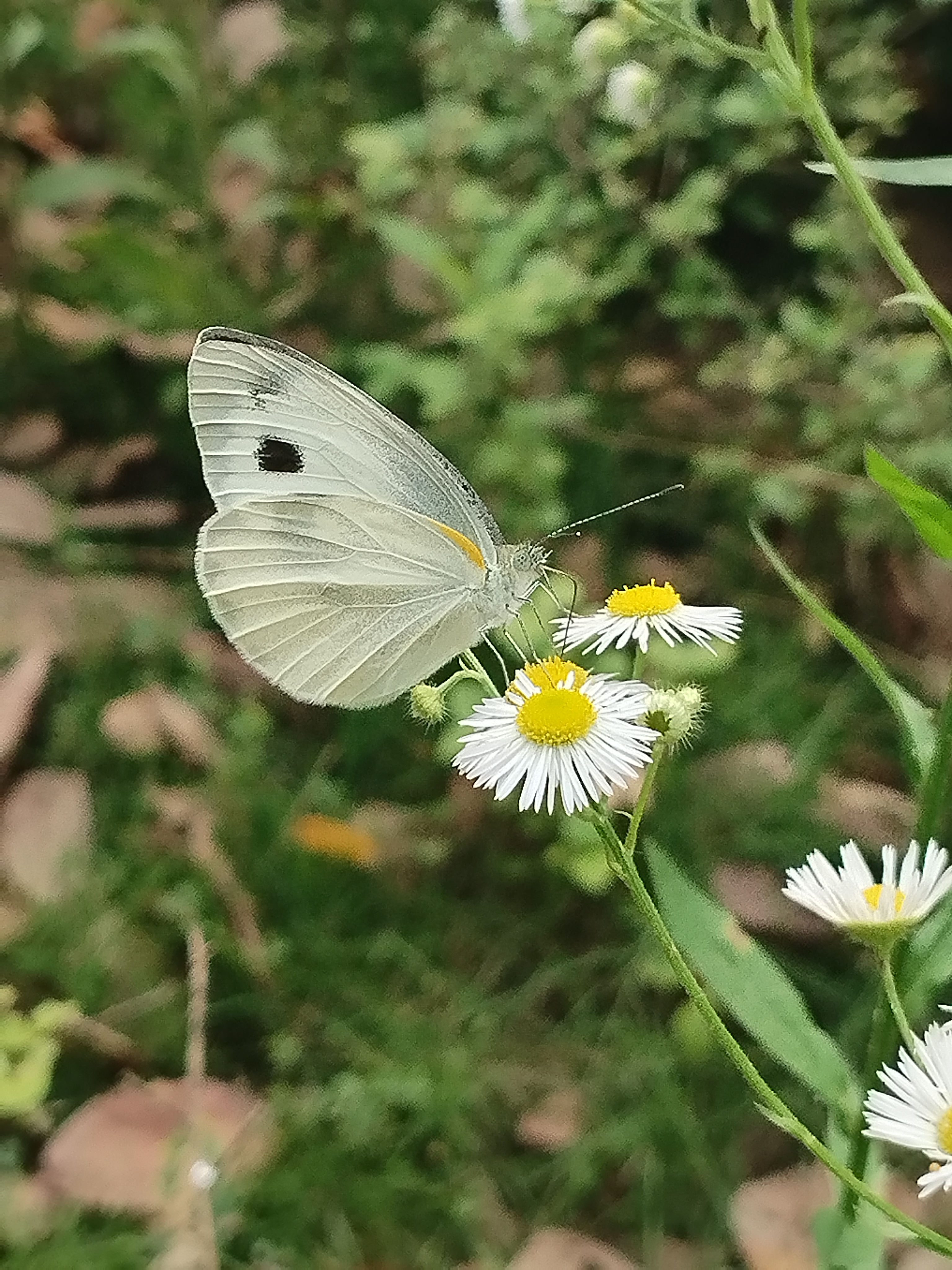 东方菜粉蝶