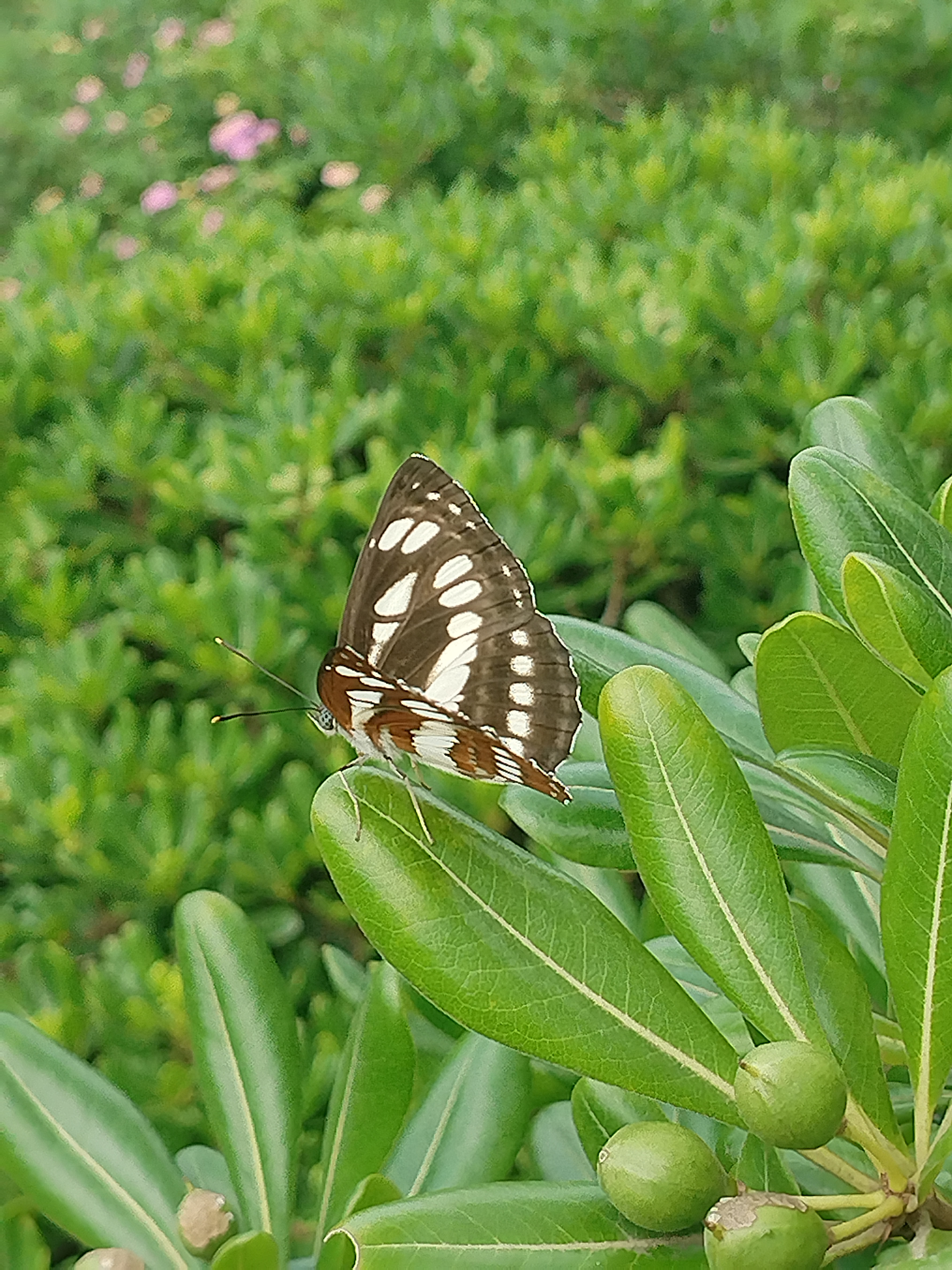 中环蛱蝶
