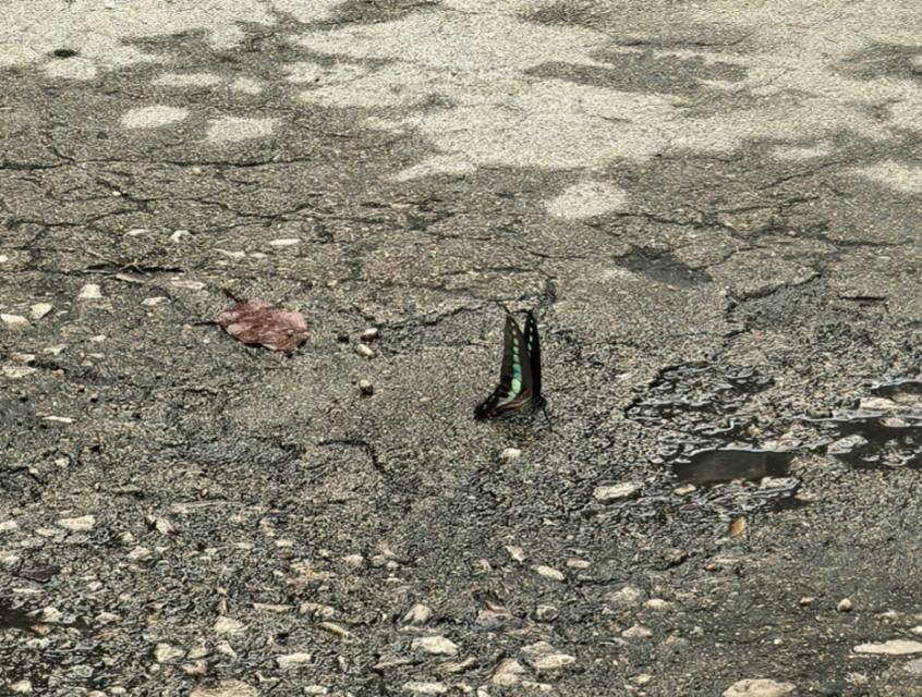 青凤蝶
