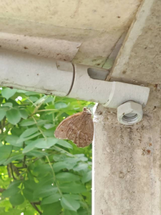蒙链荫眼蝶