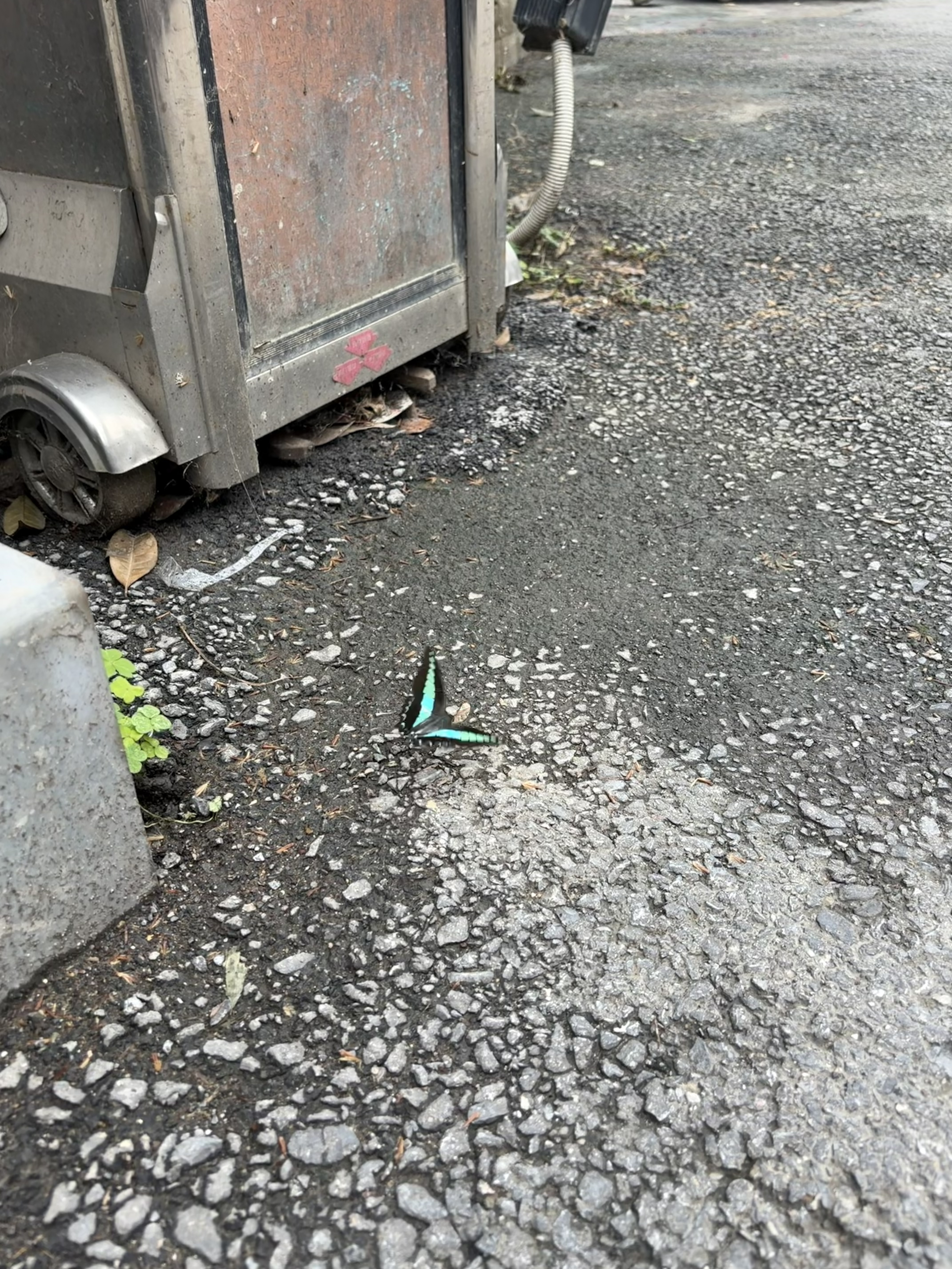 青凤蝶
