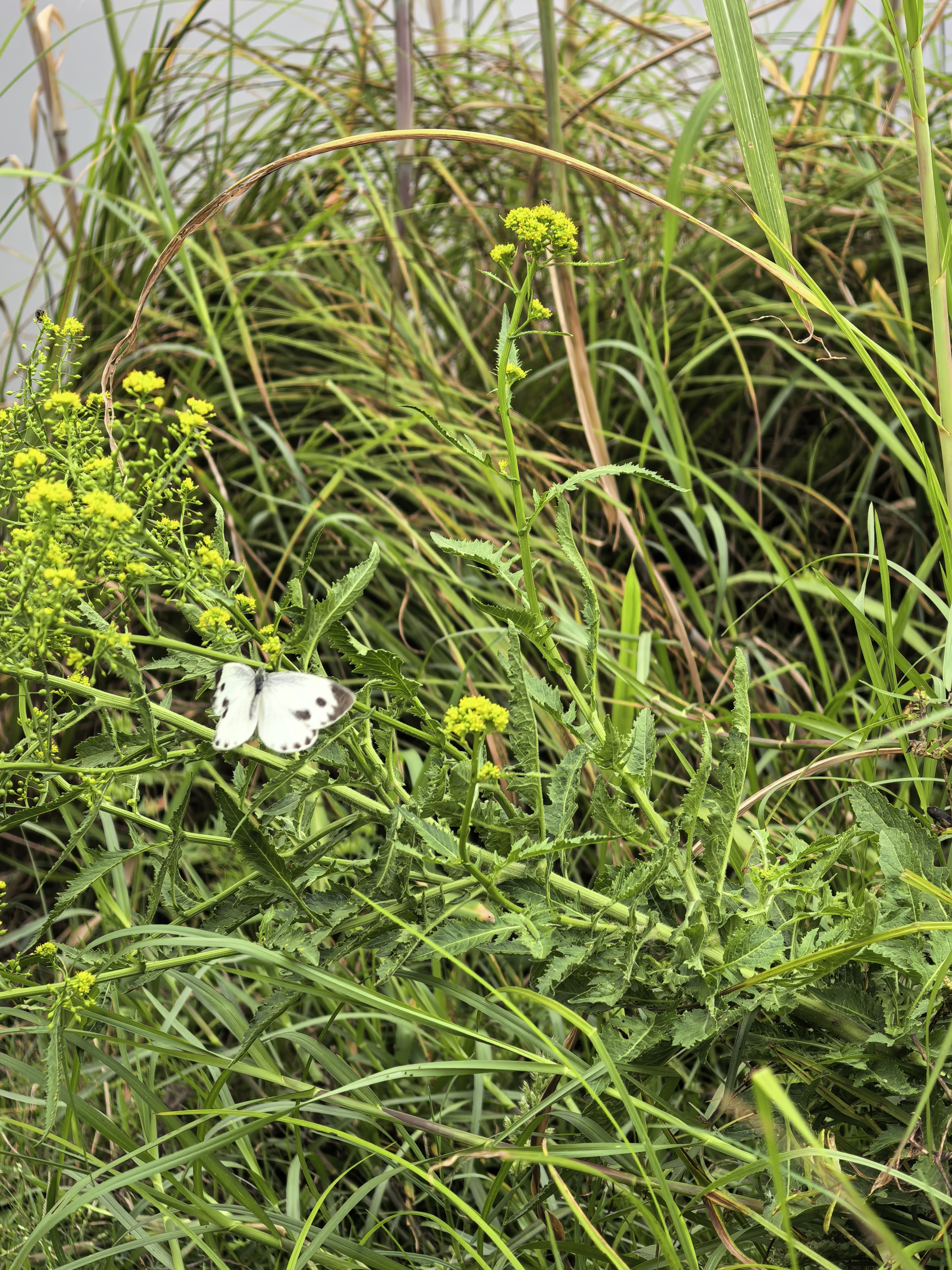 东方菜粉蝶
