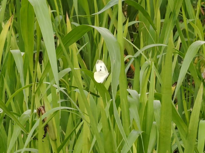 菜粉蝶