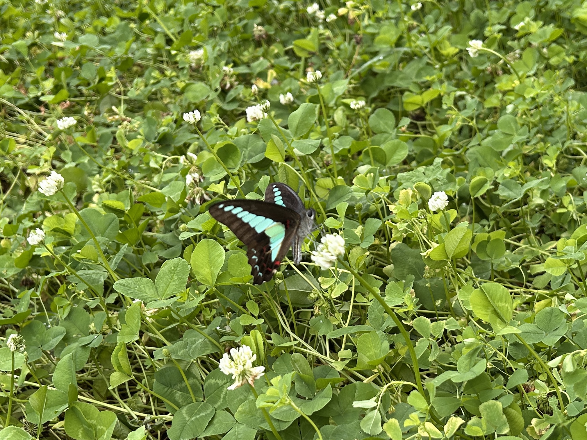 青凤蝶