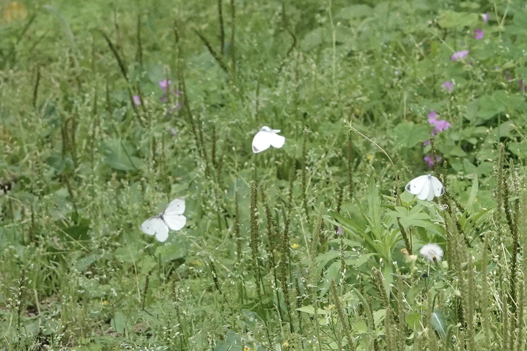 菜粉蝶