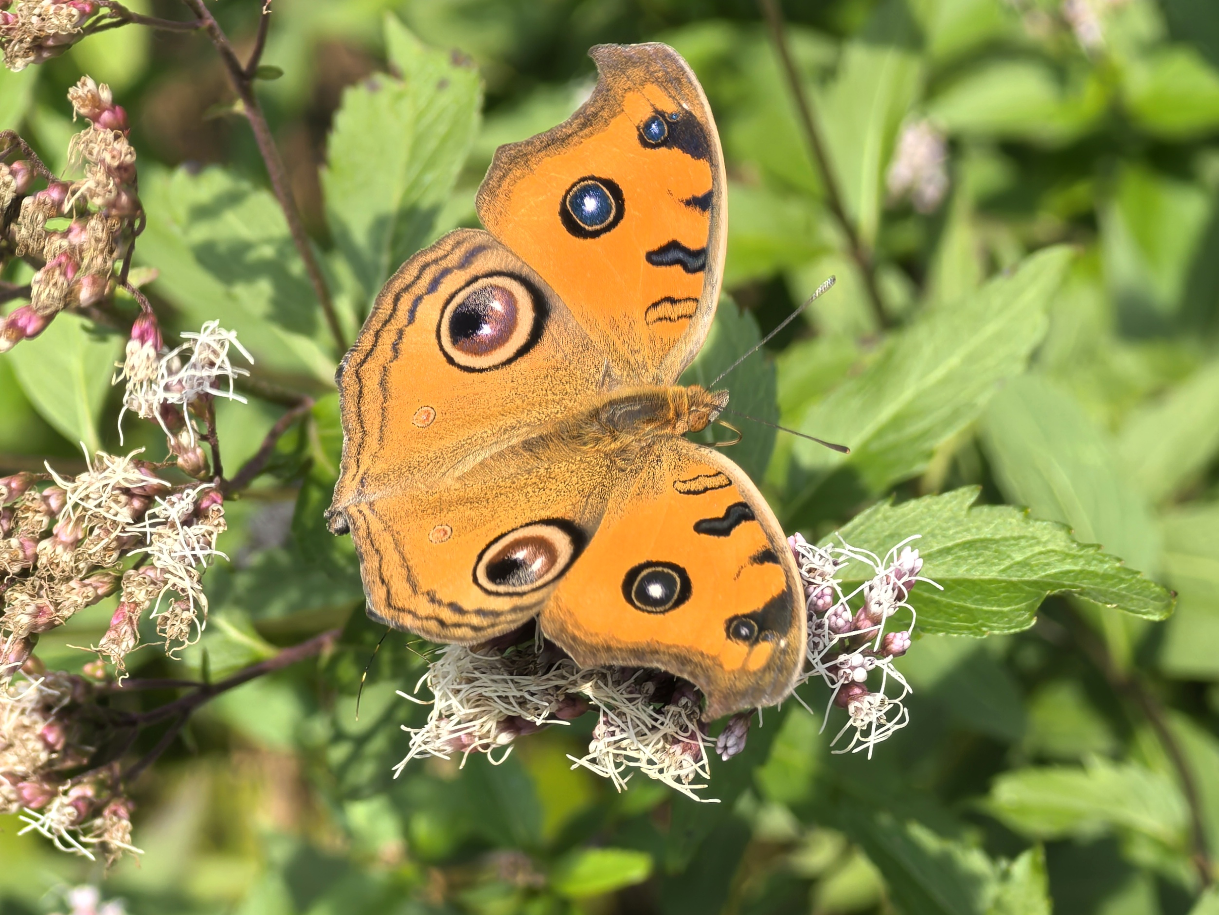 美眼蛱蝶