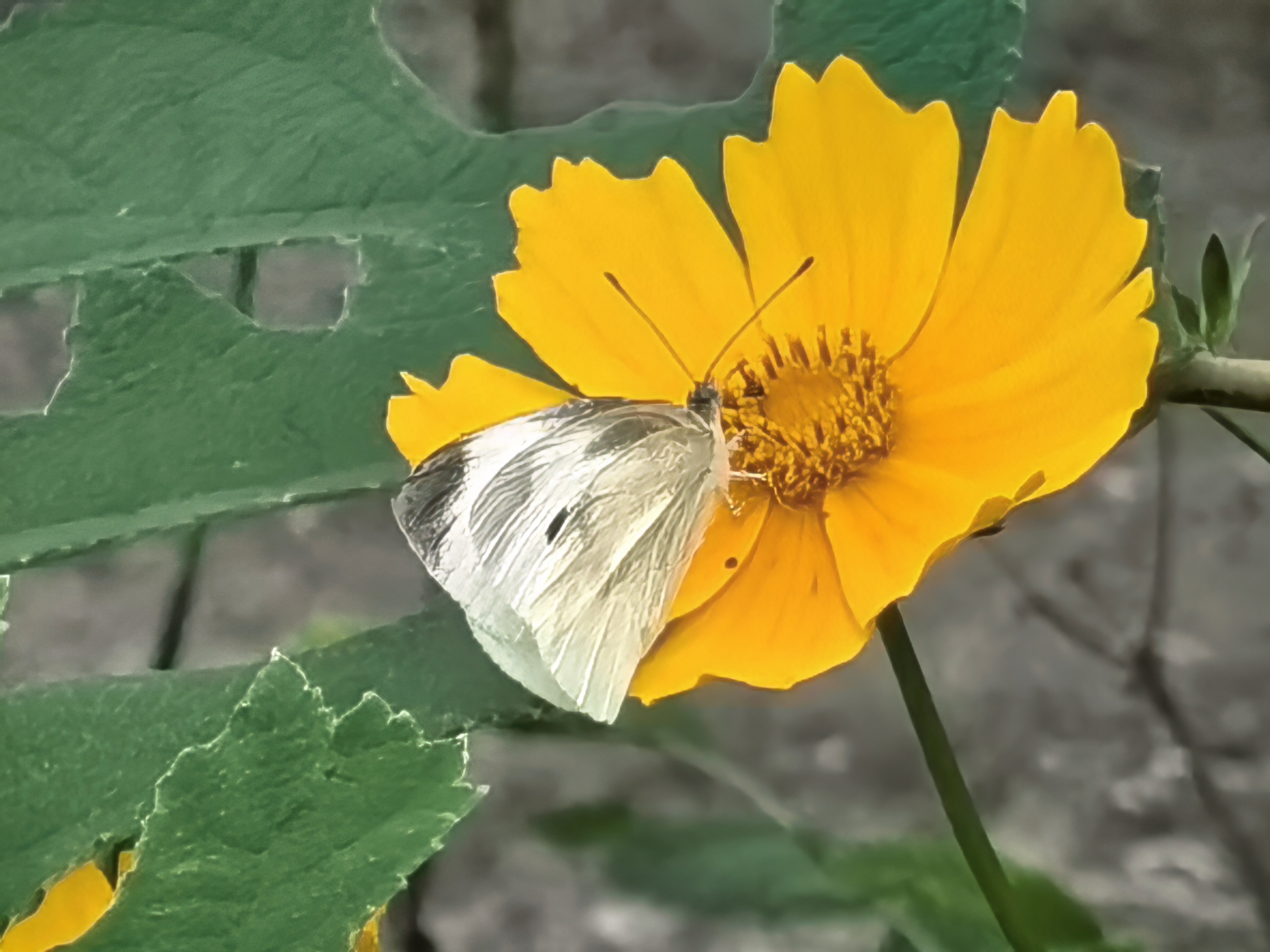 菜粉蝶