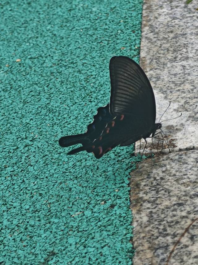 碧凤蝶