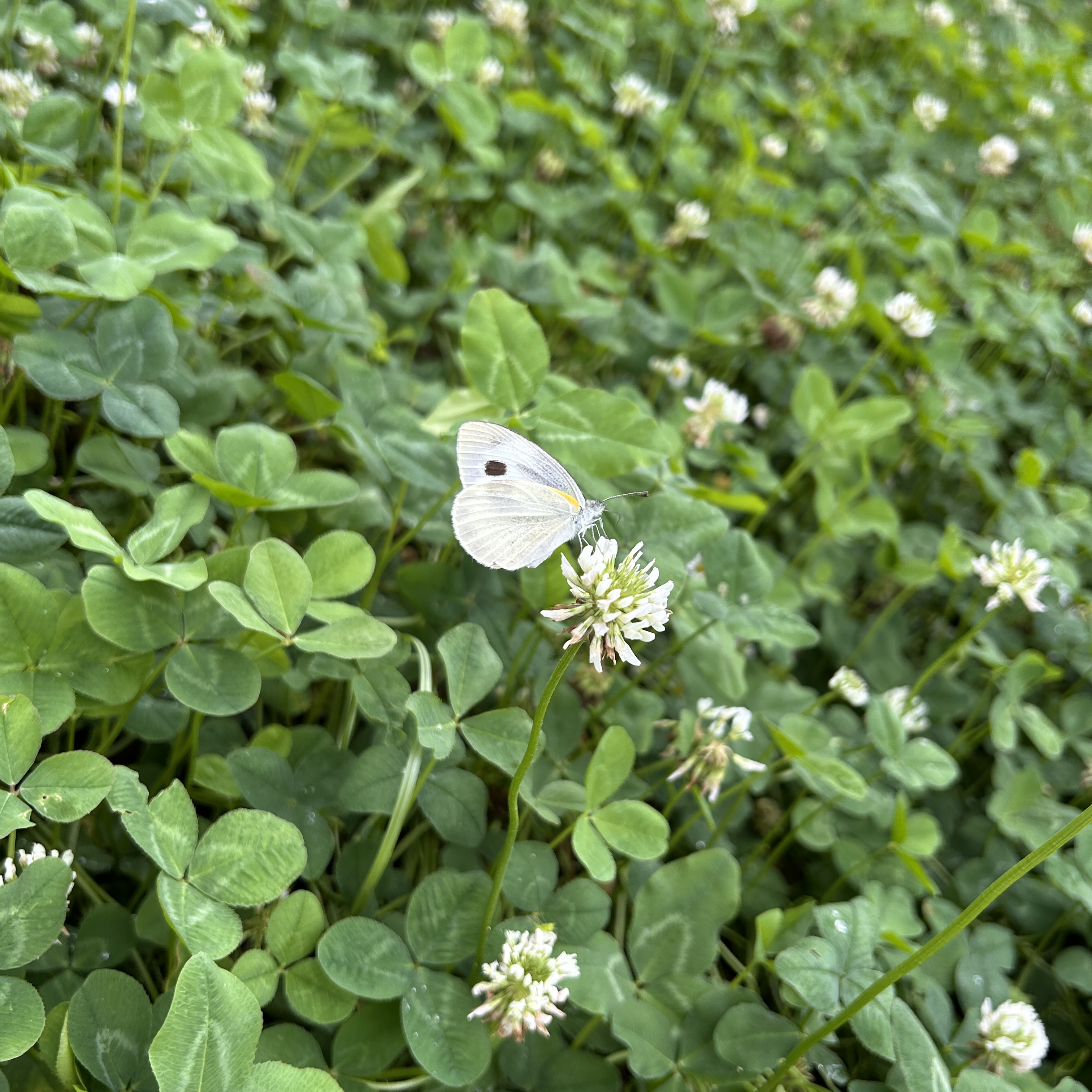 东方菜粉蝶