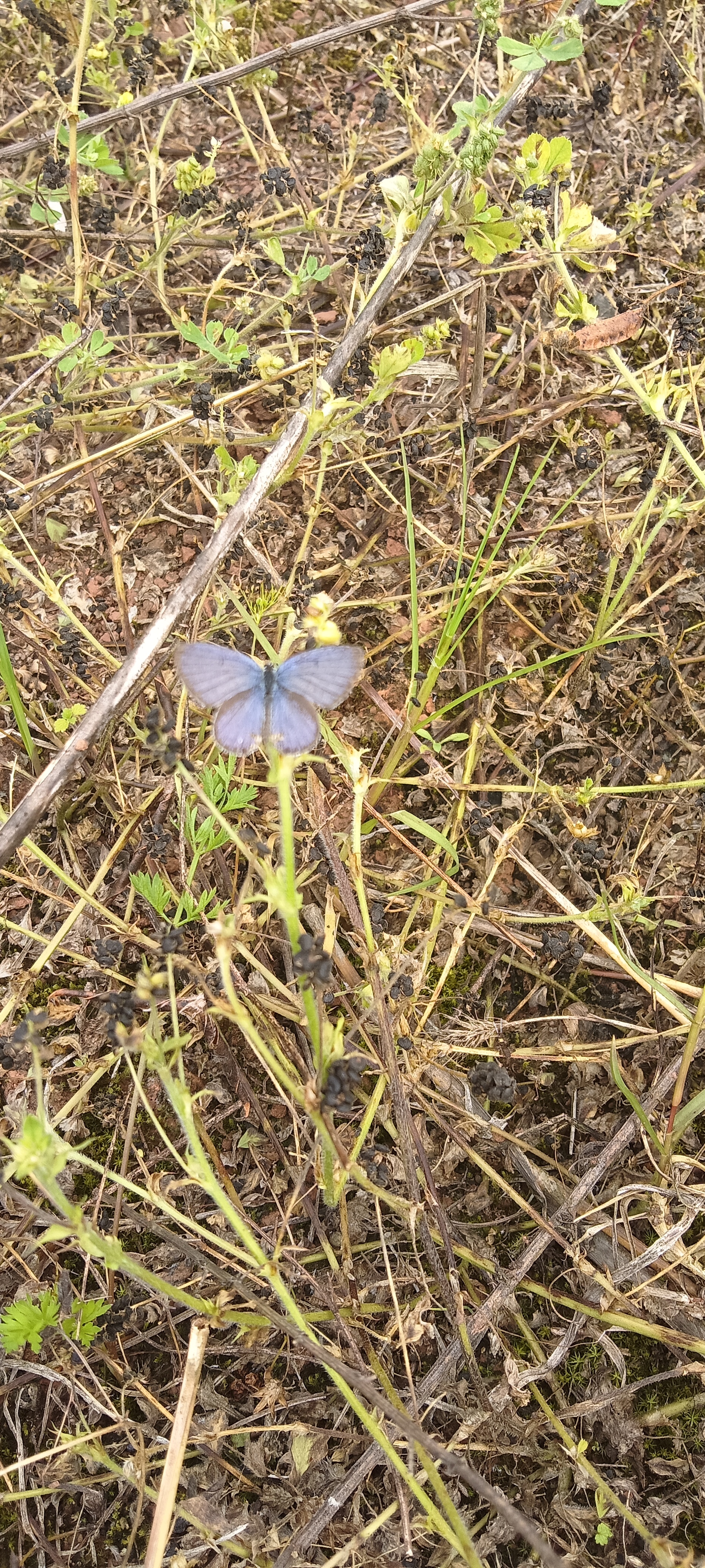 蓝灰蝶