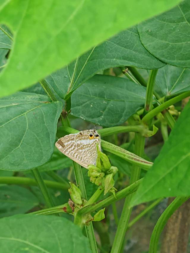 亮灰蝶