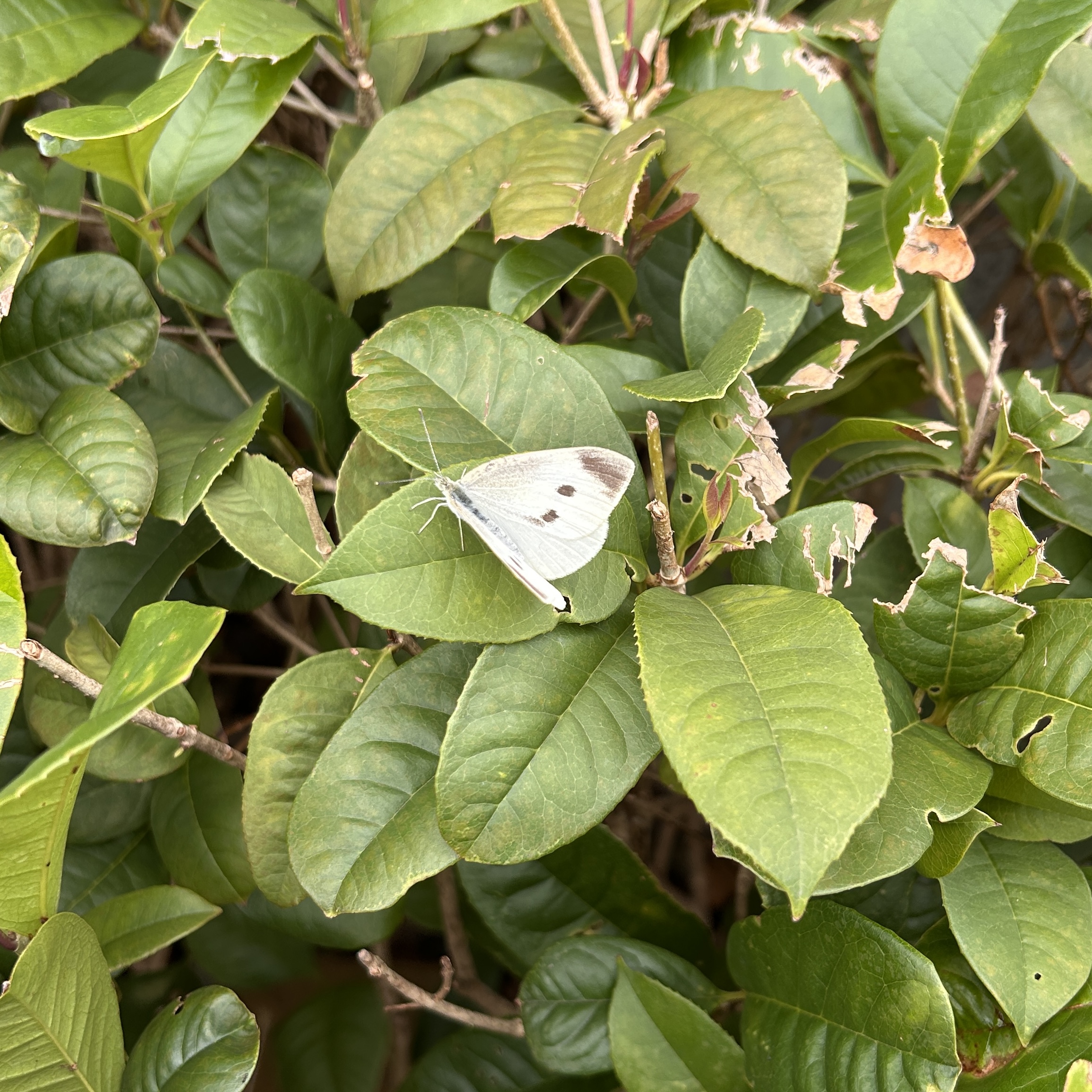 菜粉蝶