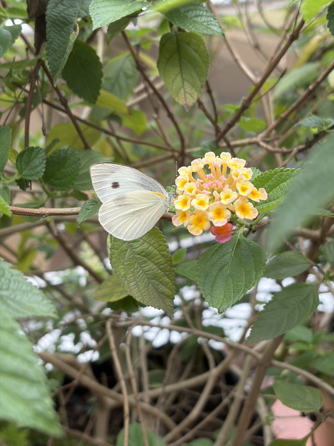 东方菜粉蝶