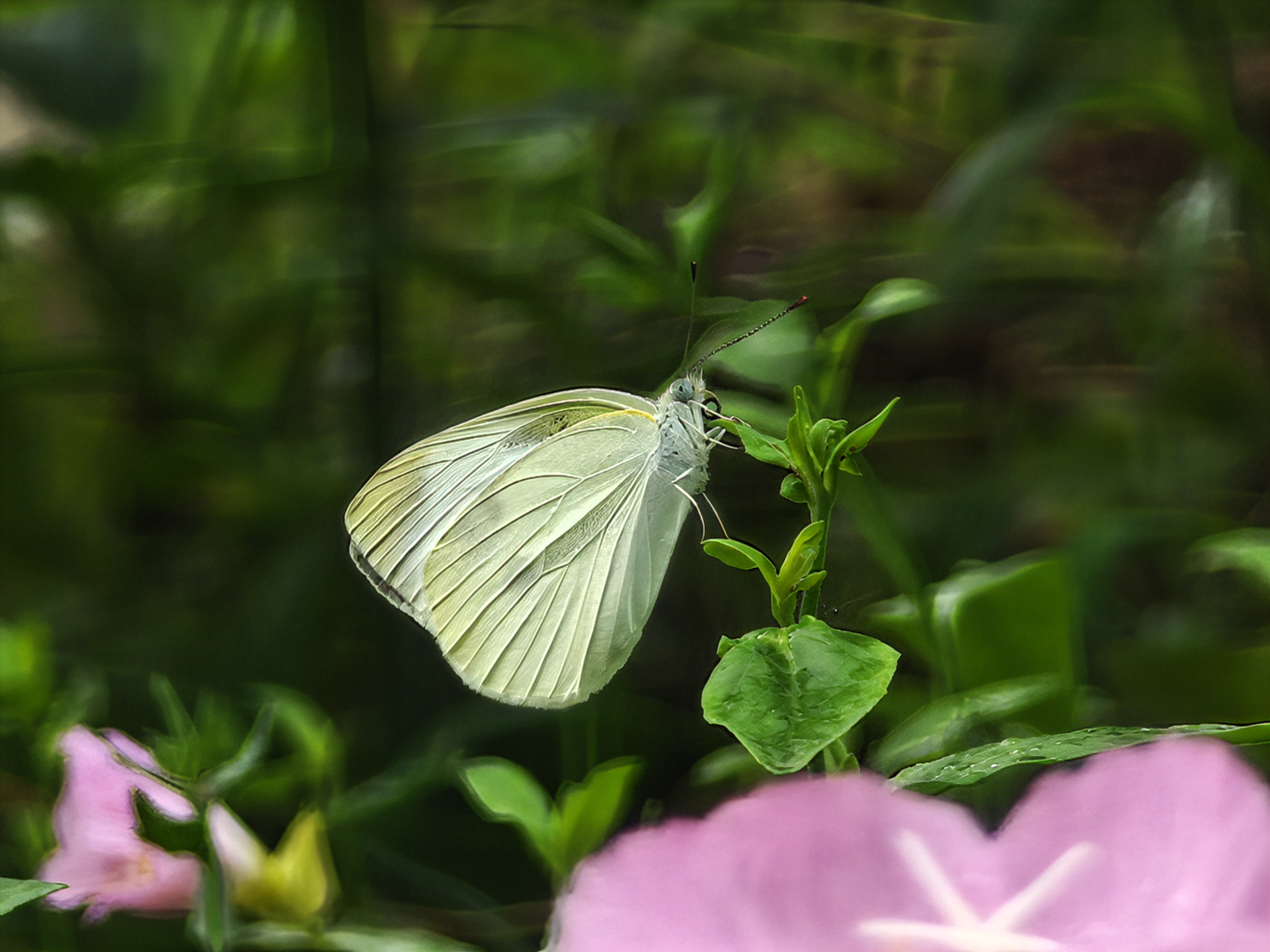 菜粉蝶