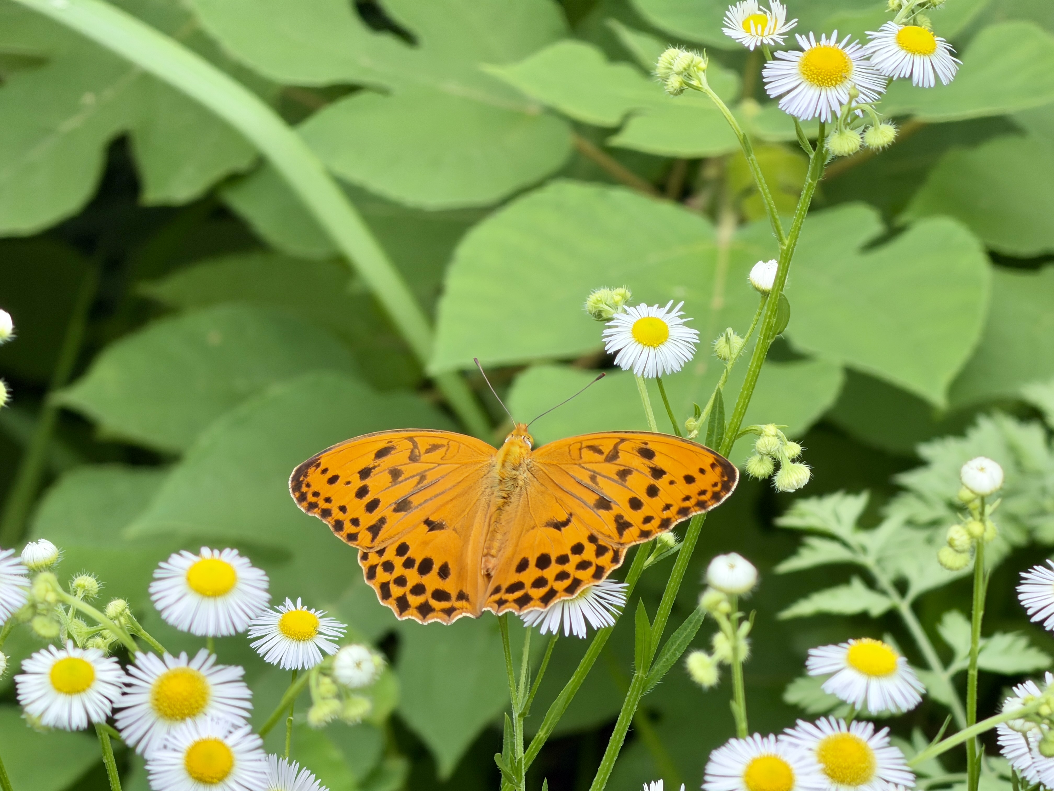 青豹蛱蝶