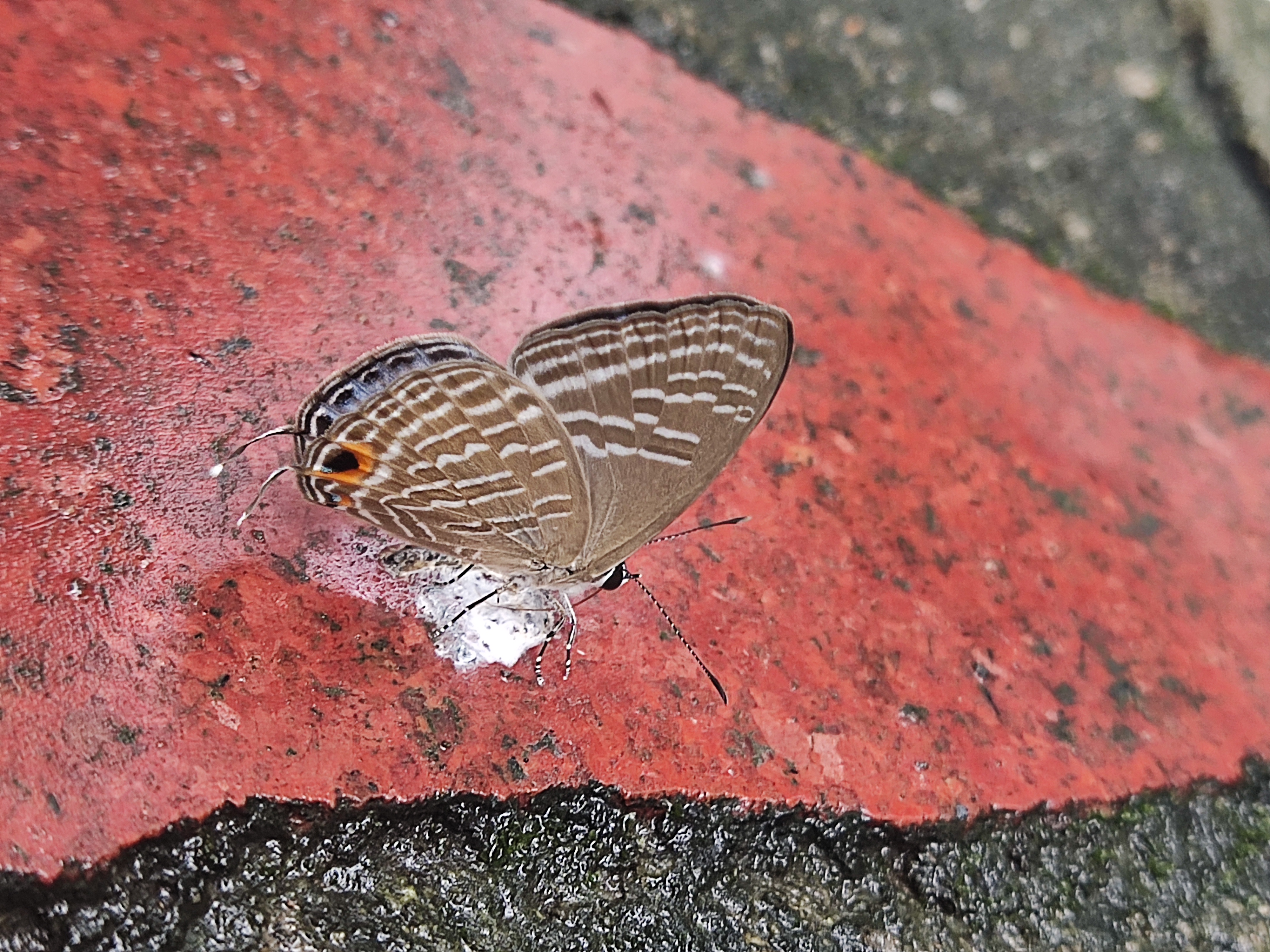 素雅灰蝶
