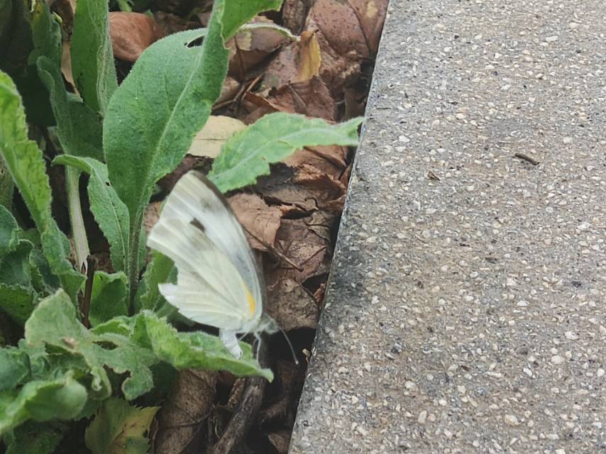 东方菜粉蝶