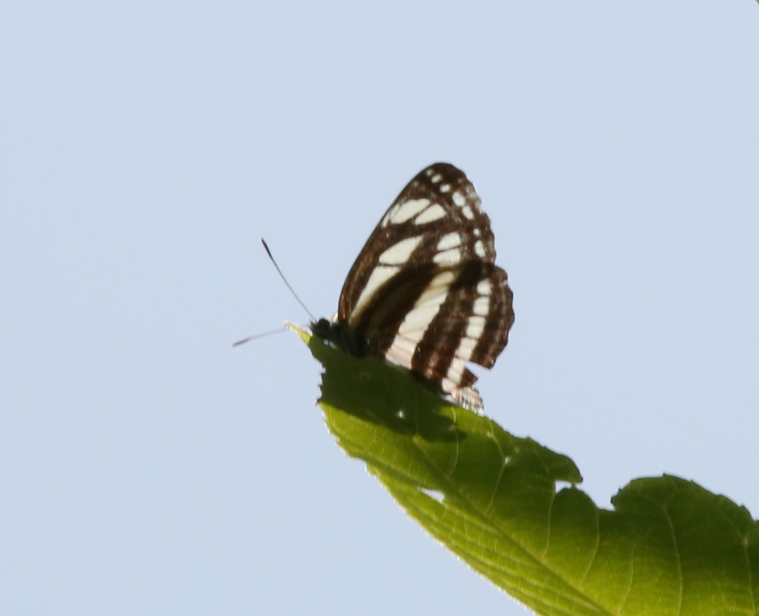 小环蛱蝶