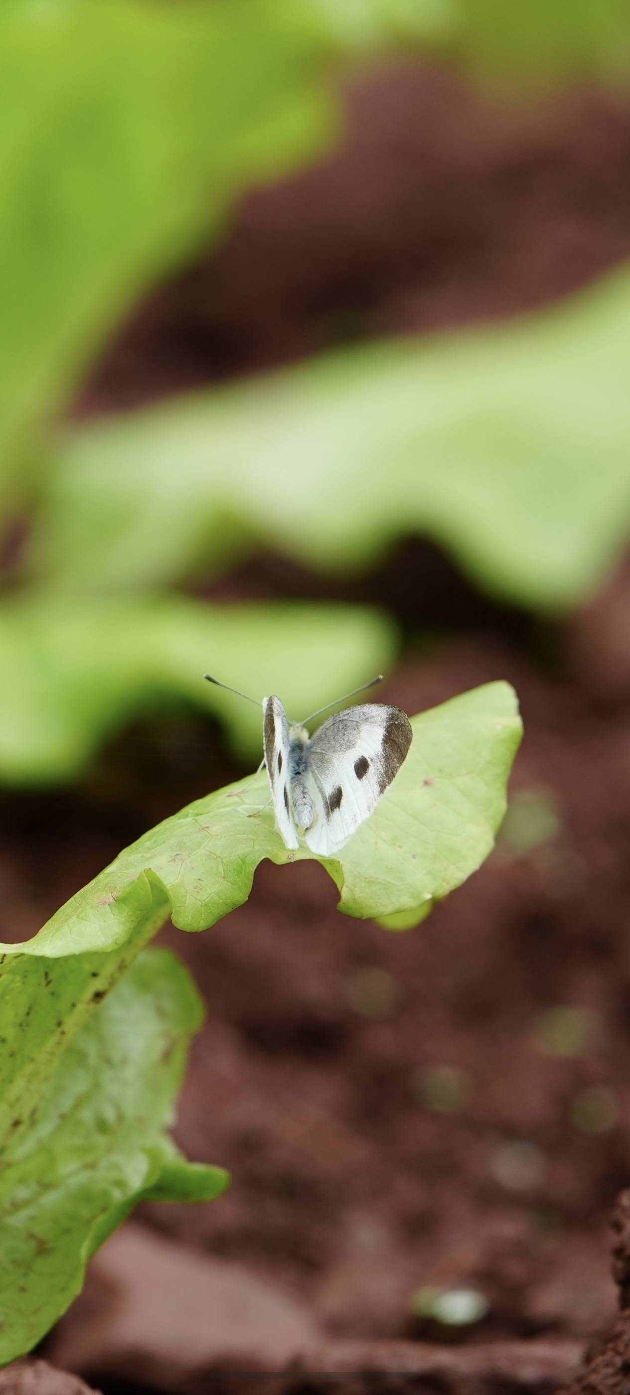 菜粉蝶