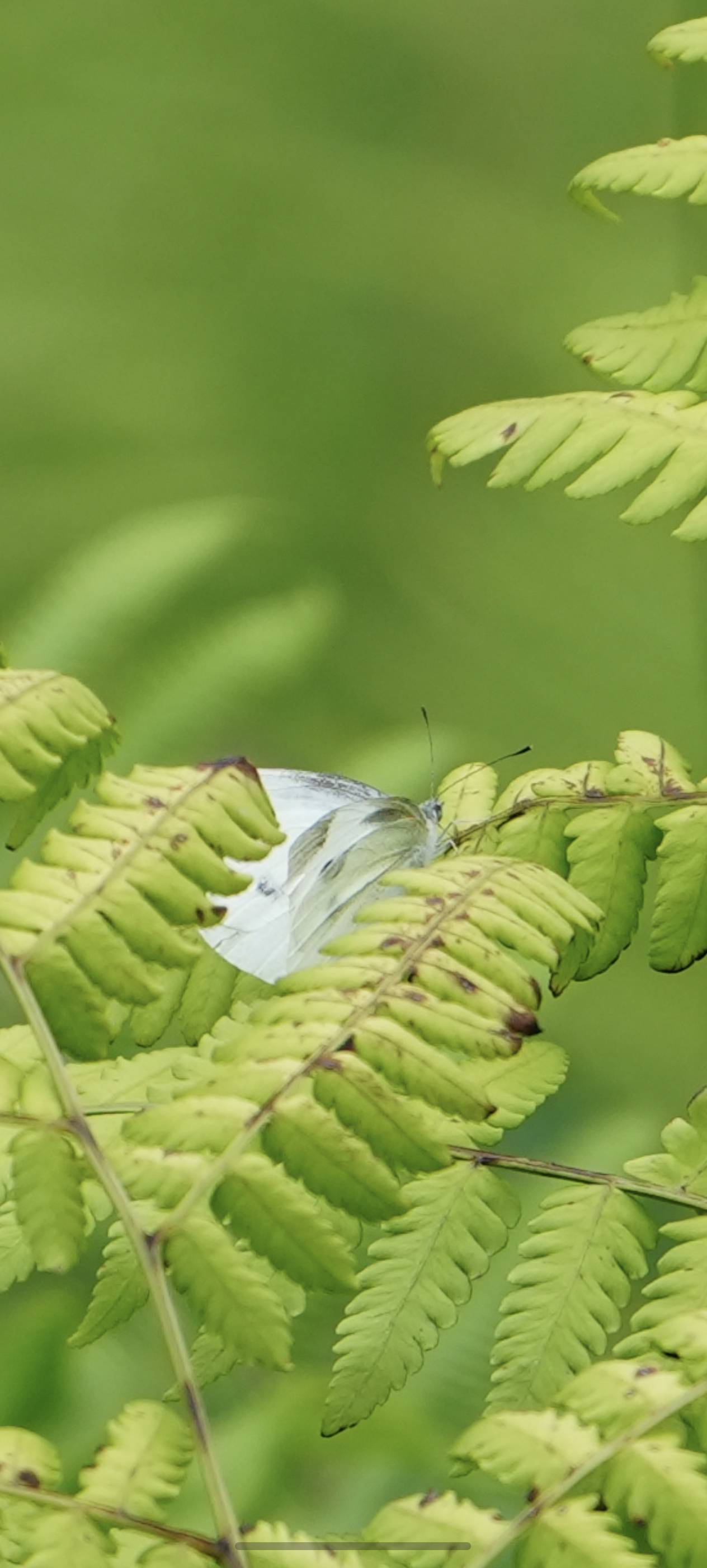 菜粉蝶