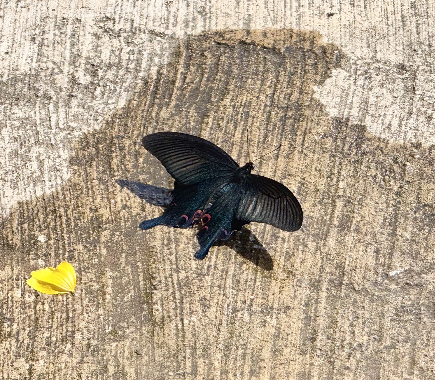 穹翠凤蝶