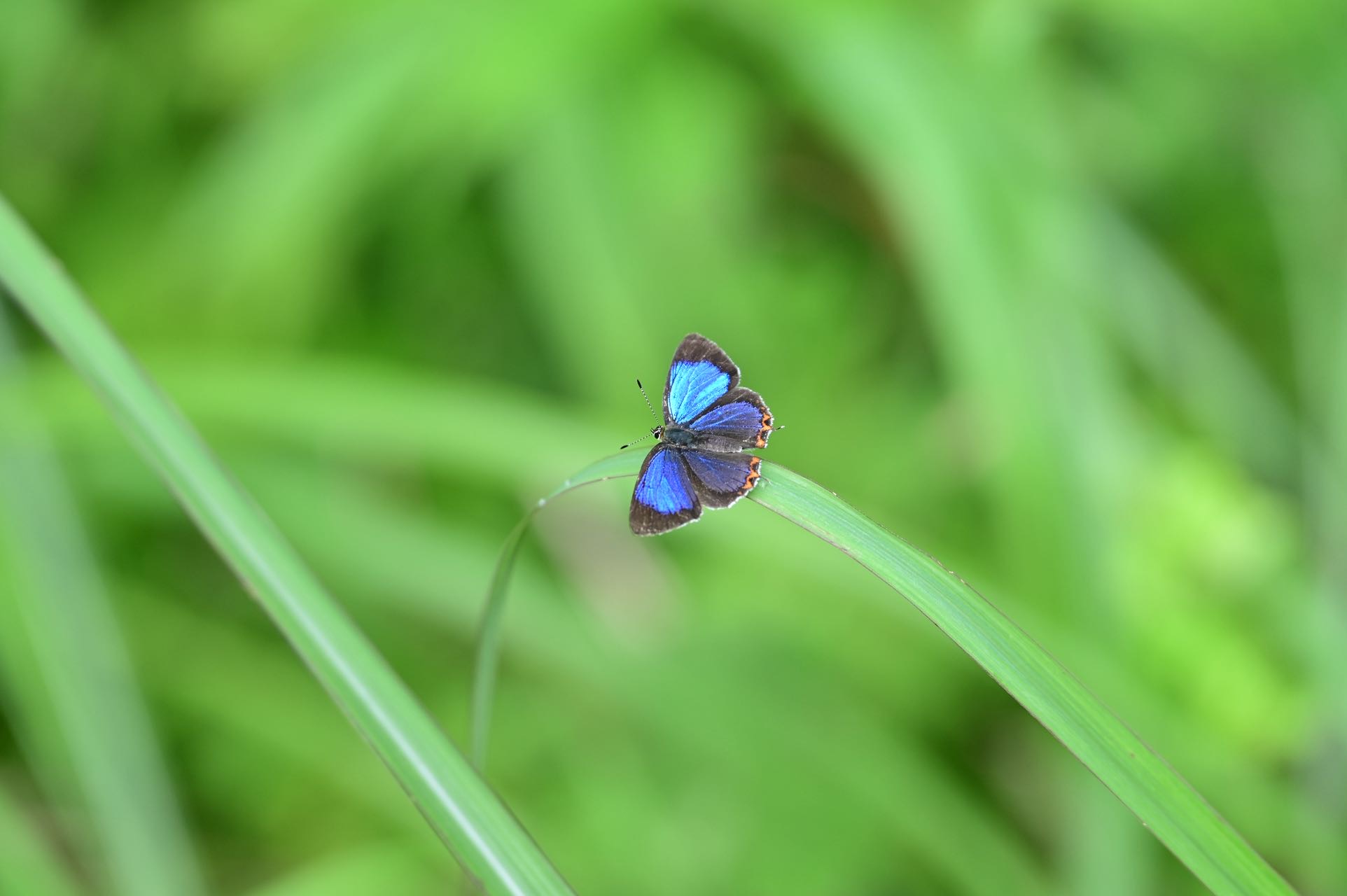 莎菲彩灰蝶
