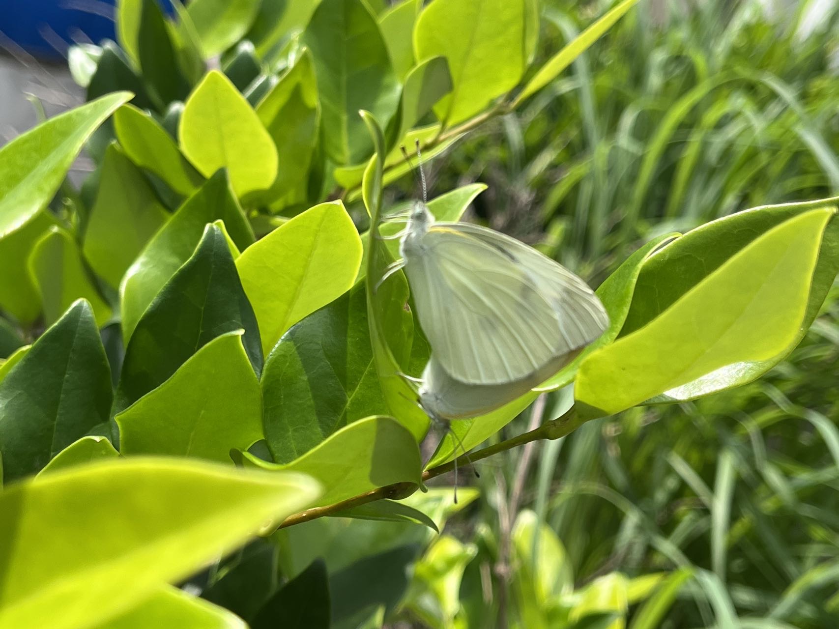 菜粉蝶