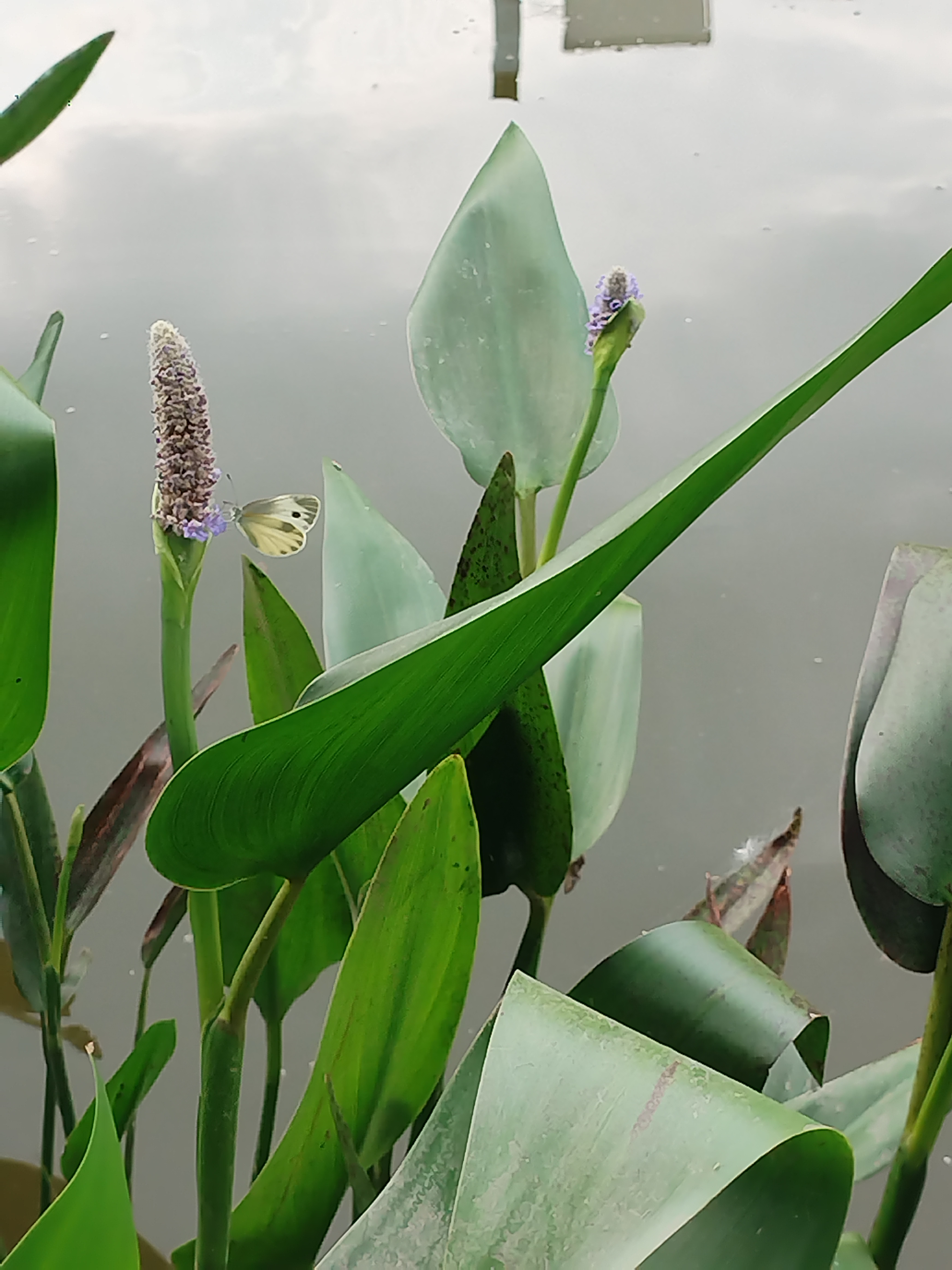 东方菜粉蝶