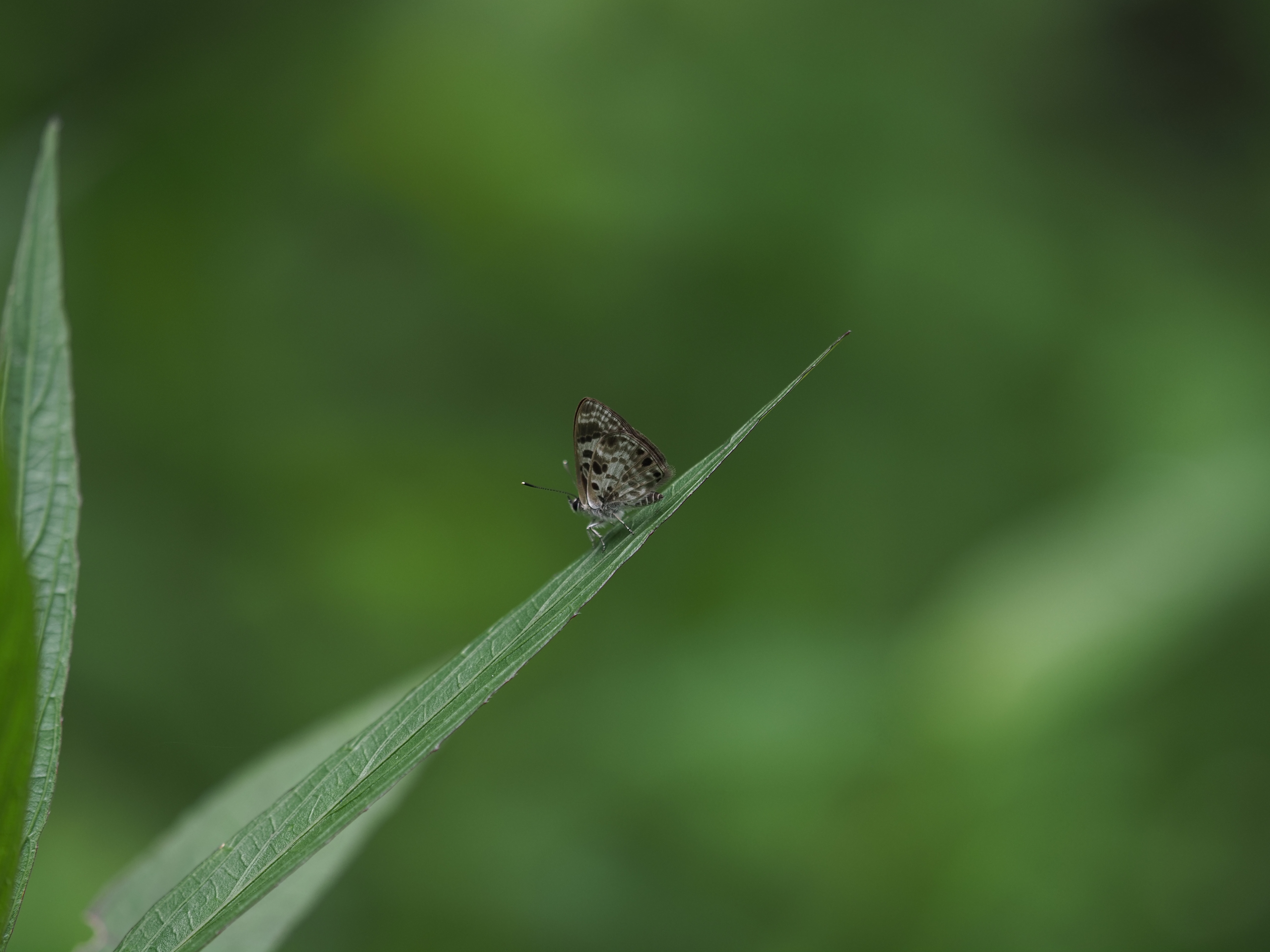 小黑灰蝶