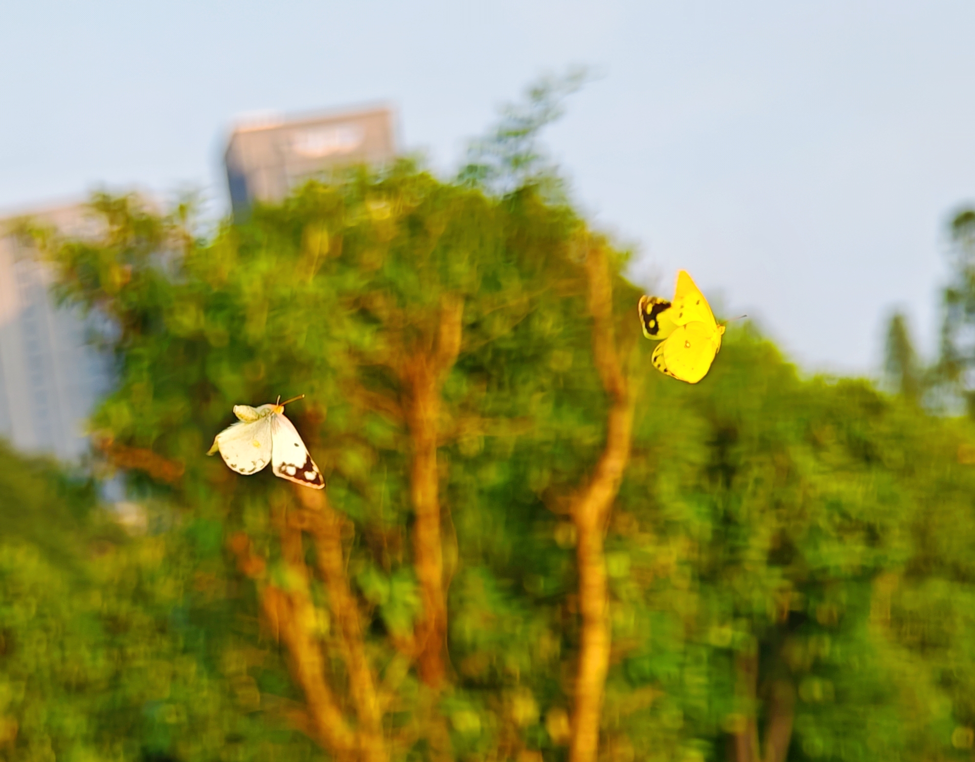 东亚豆粉蝶
