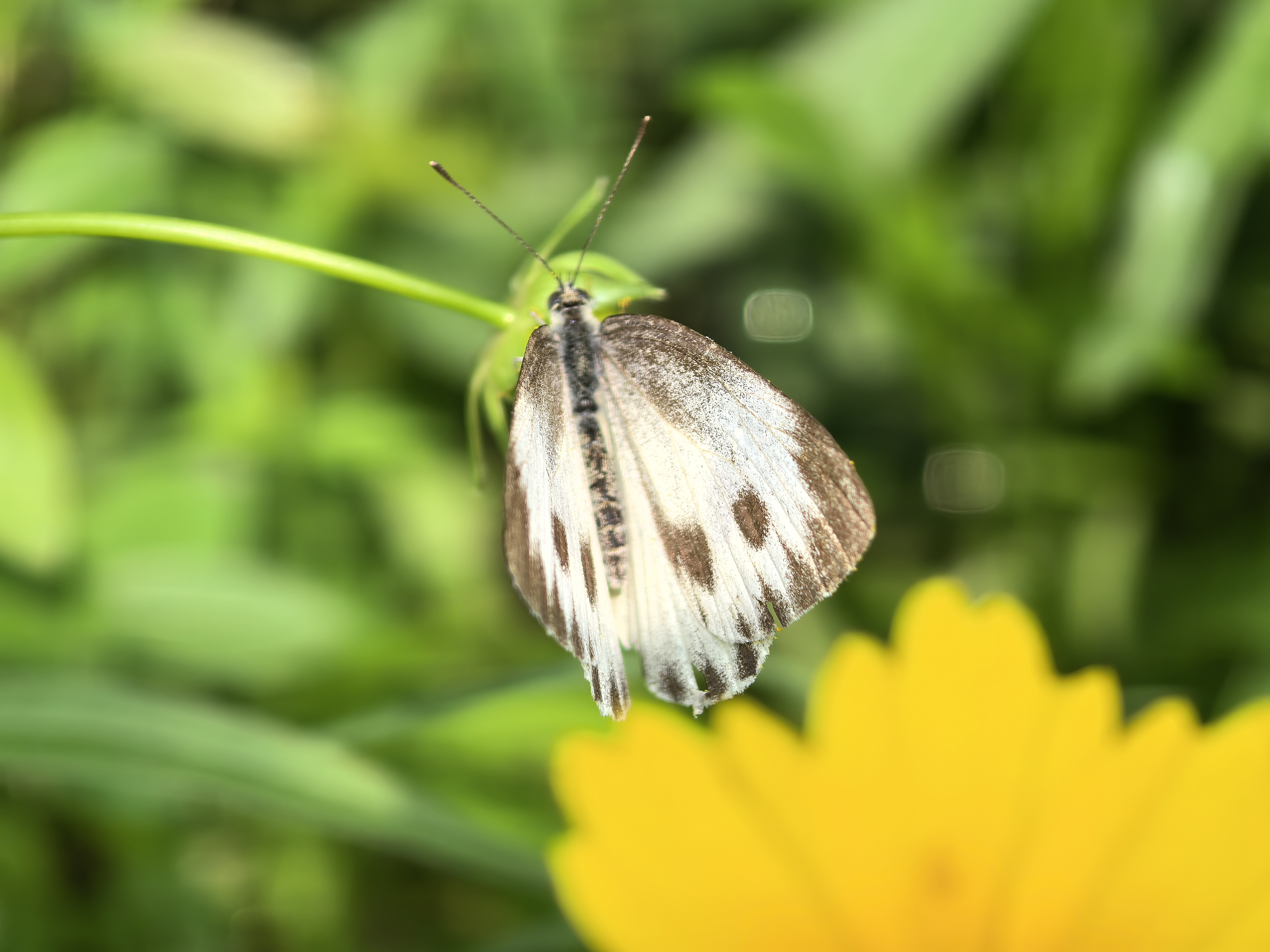 东方菜粉蝶