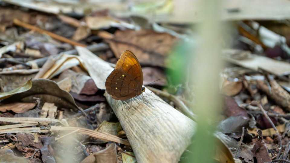 串珠环蝶