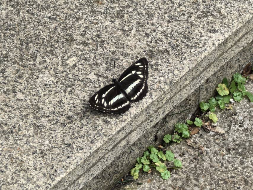 司环蛱蝶
