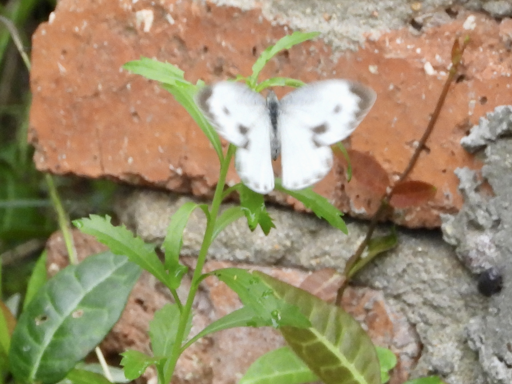 东方菜粉蝶