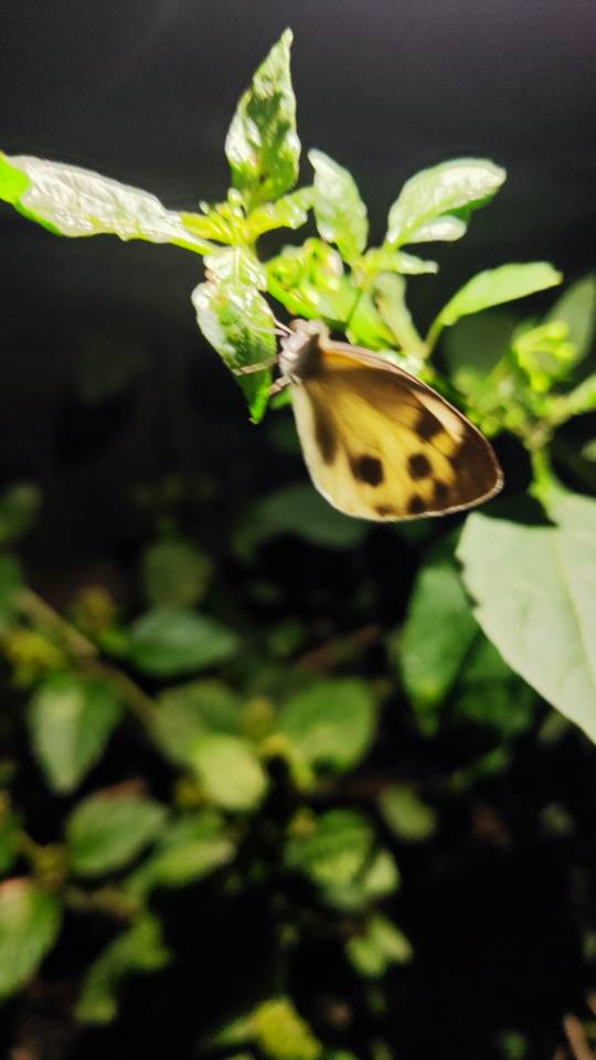 东方菜粉蝶