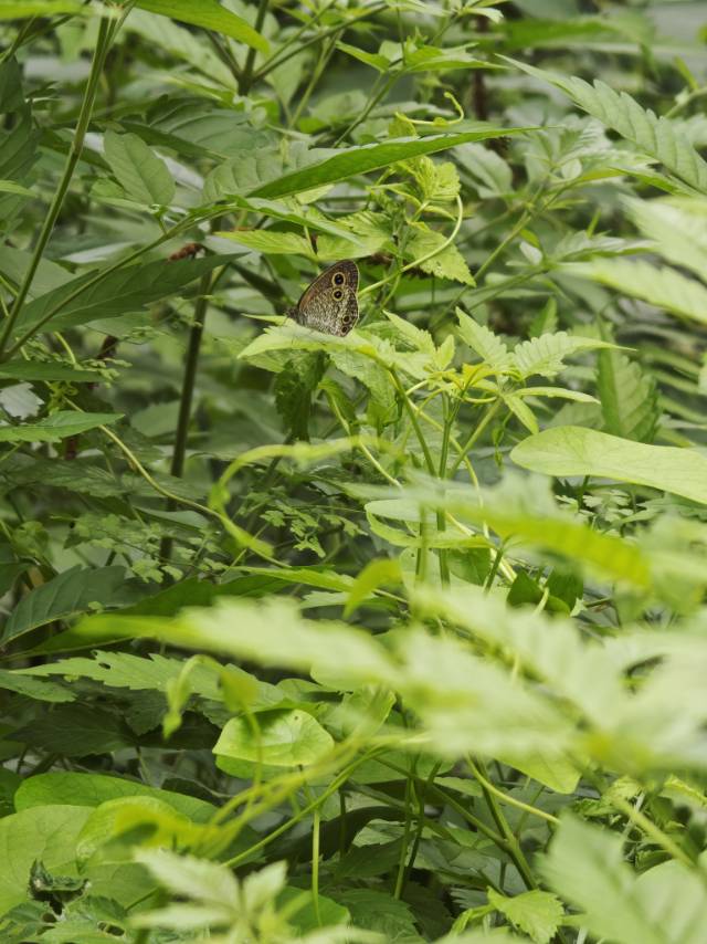 密纹矍眼蝶