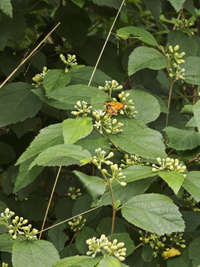 豹弄蝶