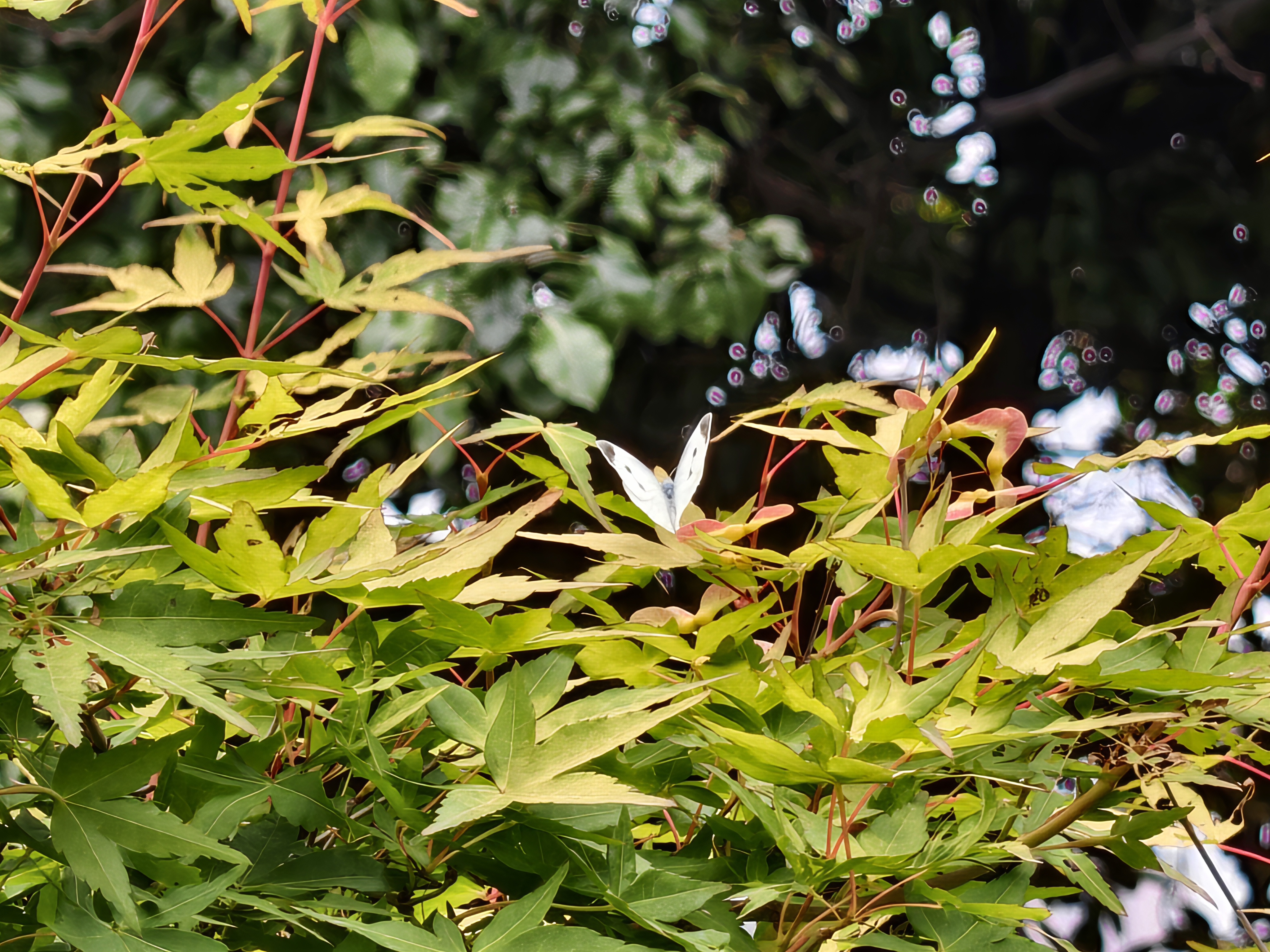 菜粉蝶
