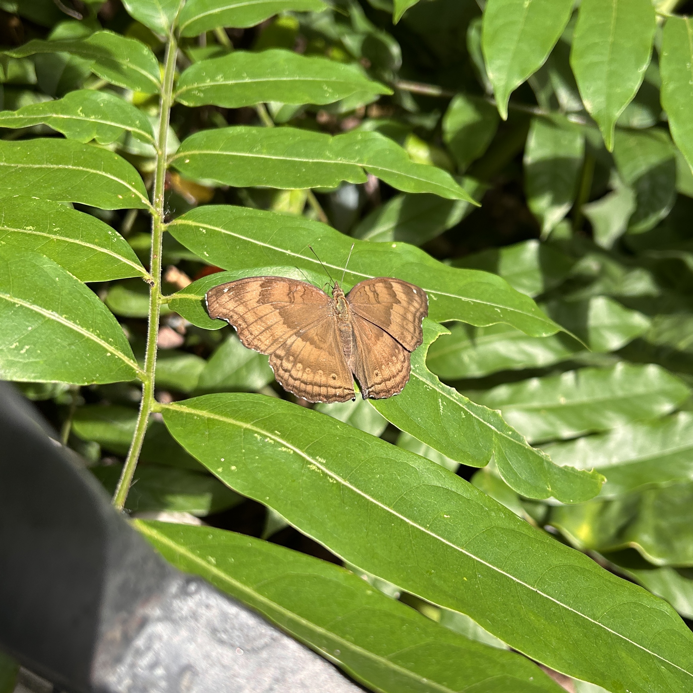 钩翅眼蛱蝶