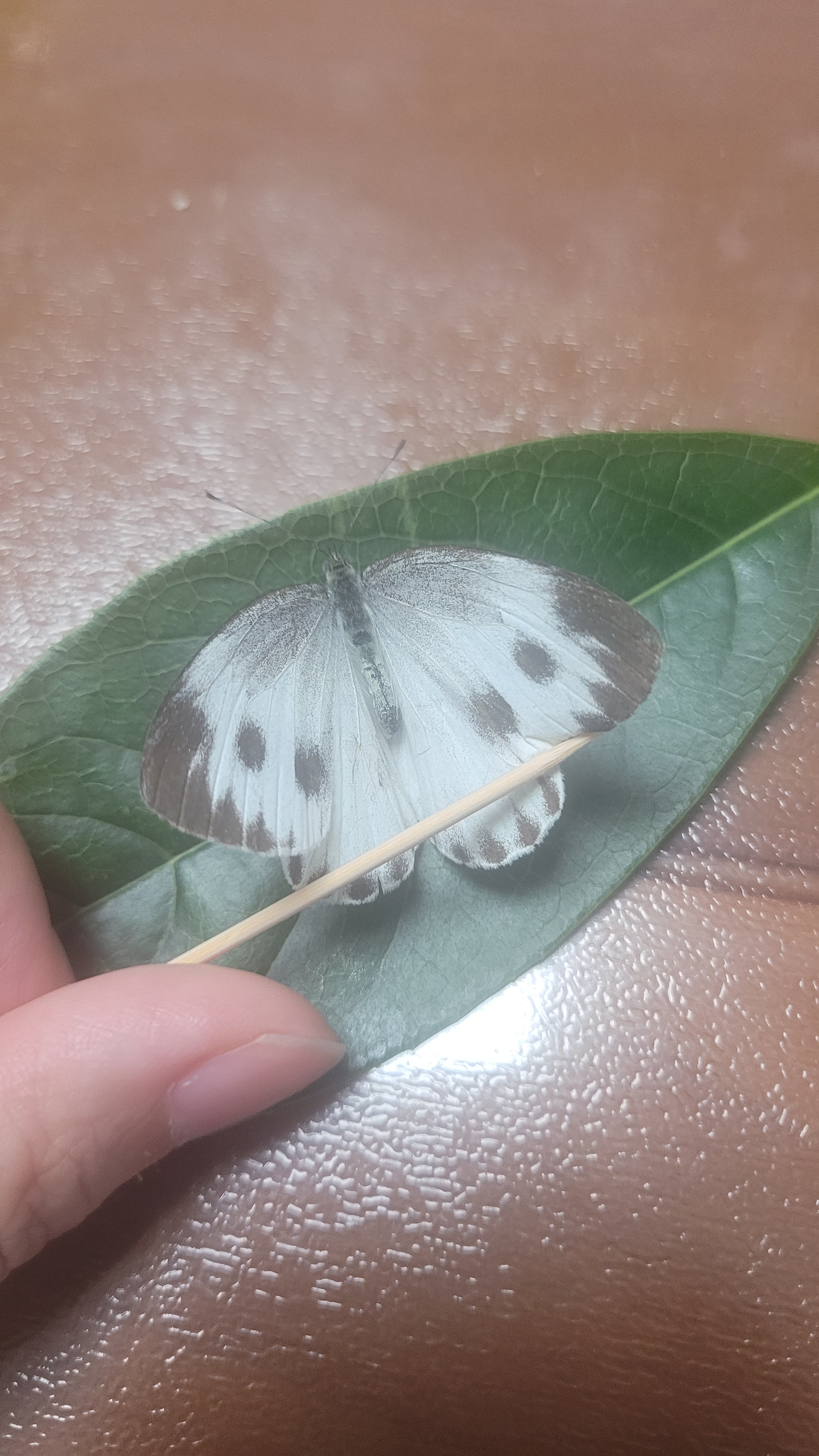 东方菜粉蝶