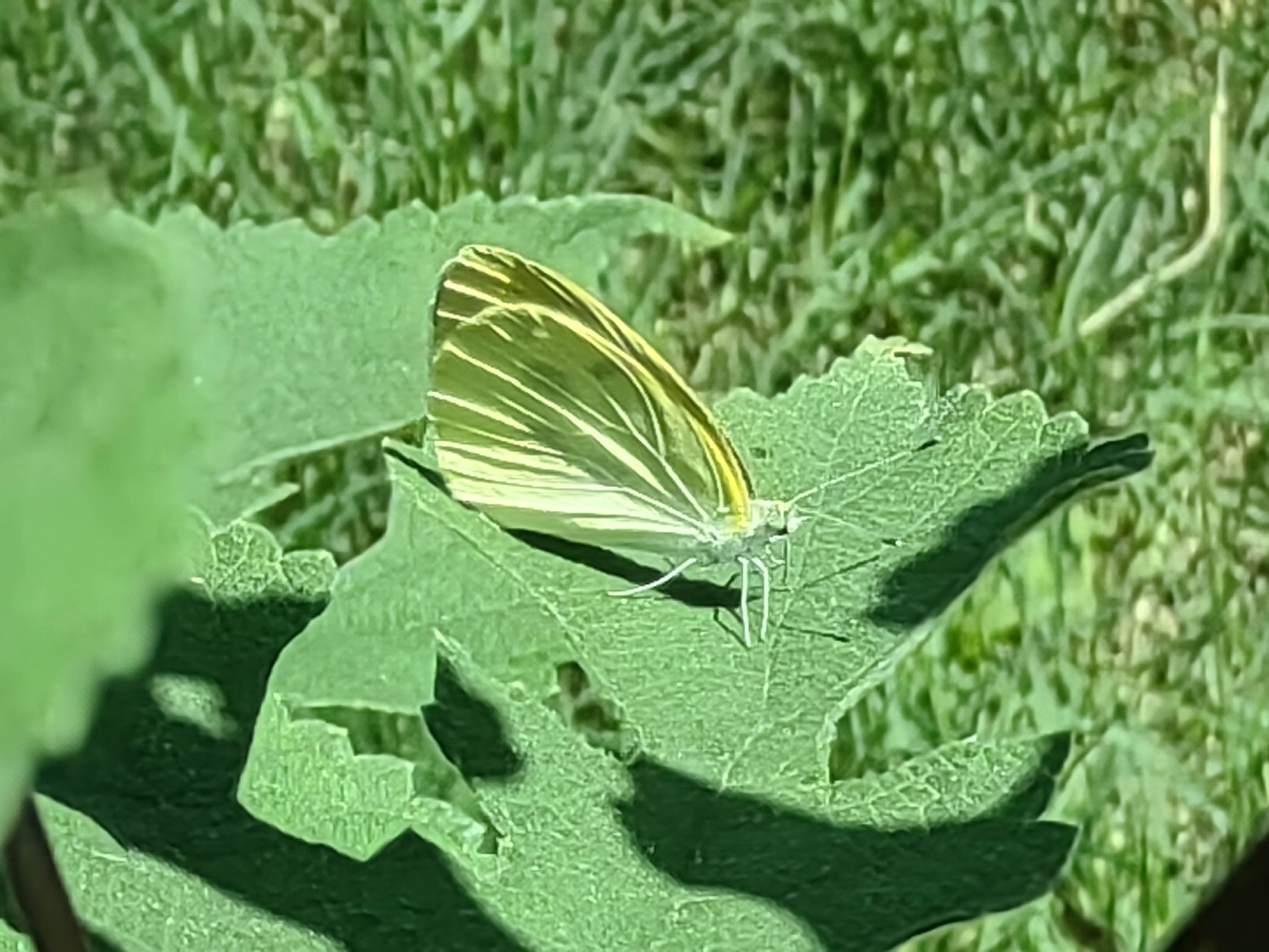 菜粉蝶