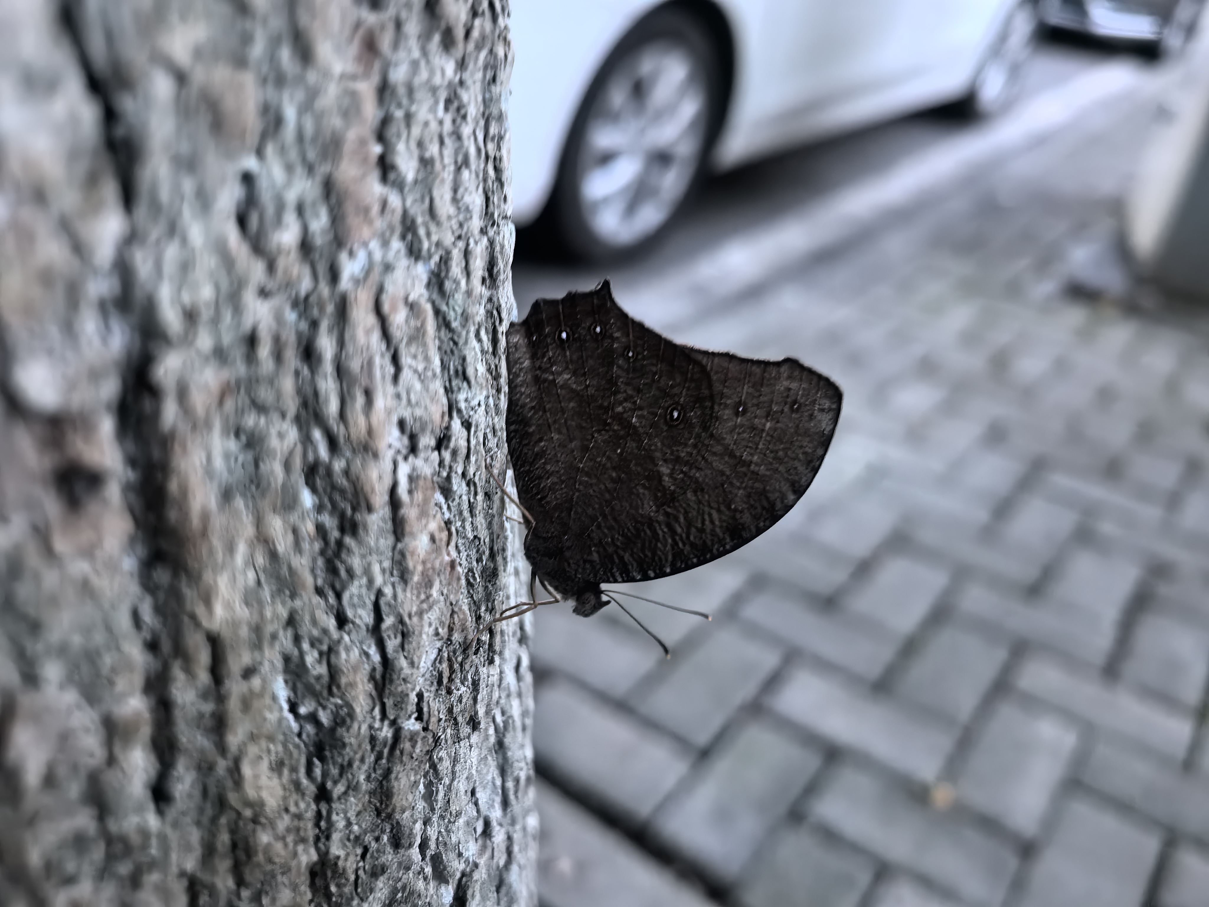 睇暮眼蝶