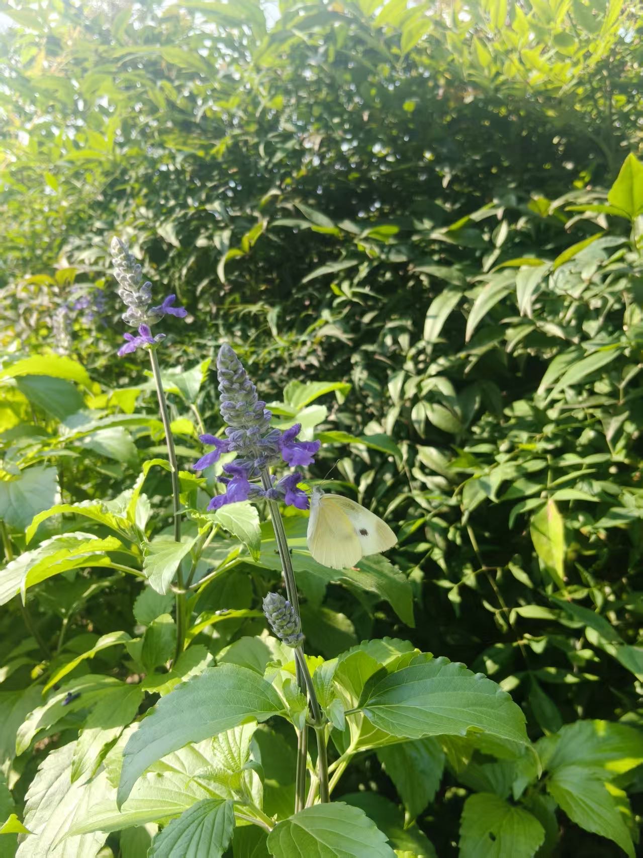 菜粉蝶