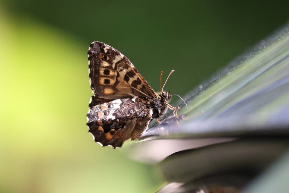 黄斑荫眼蝶