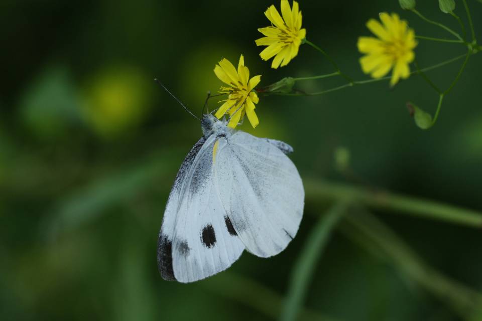 东方菜粉蝶