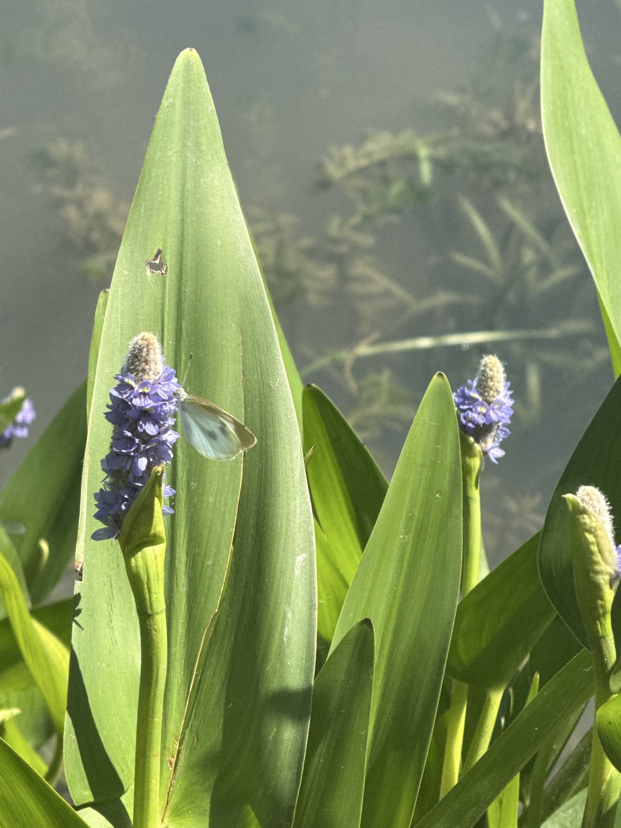 菜粉蝶