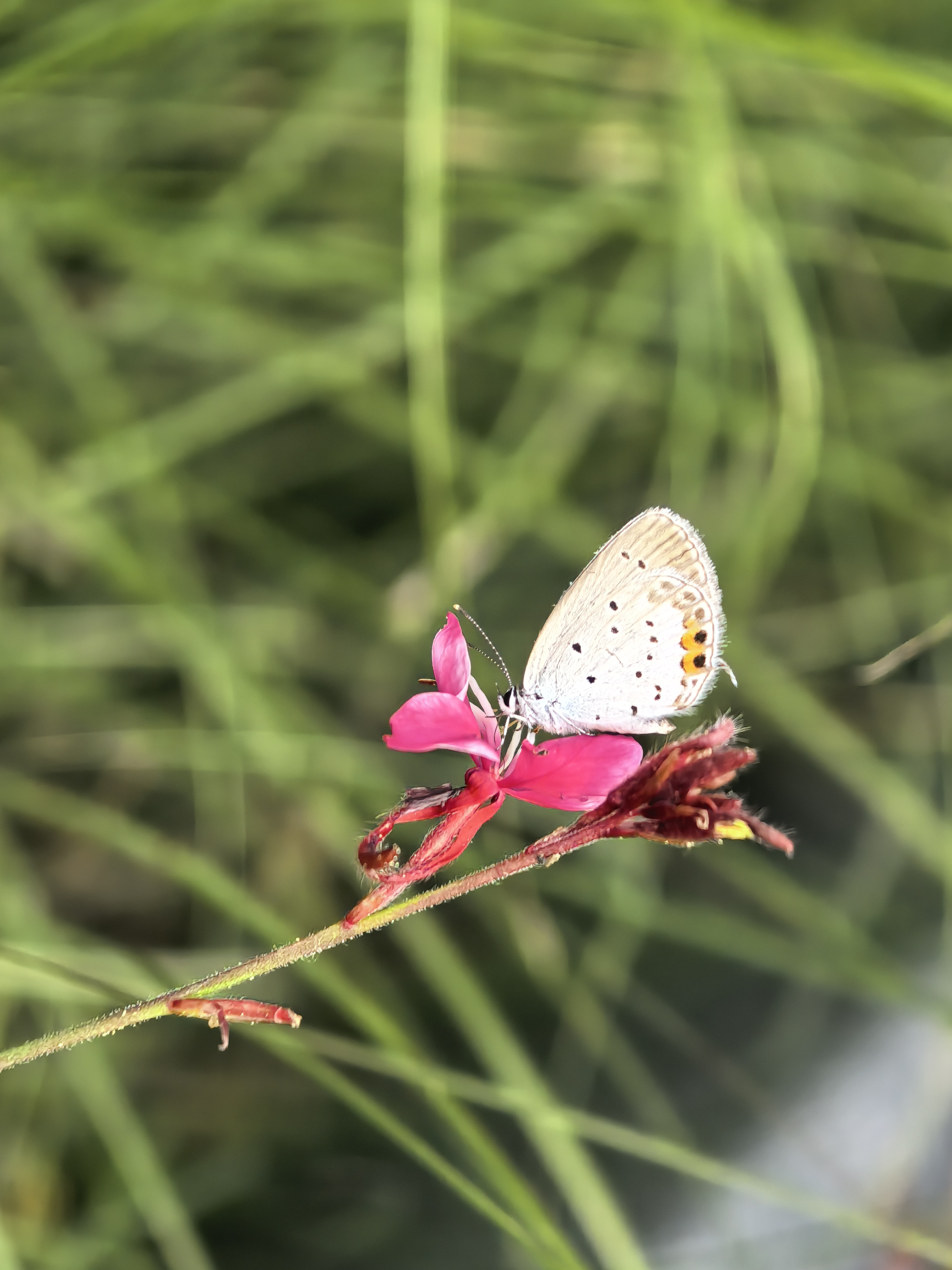 蓝灰蝶