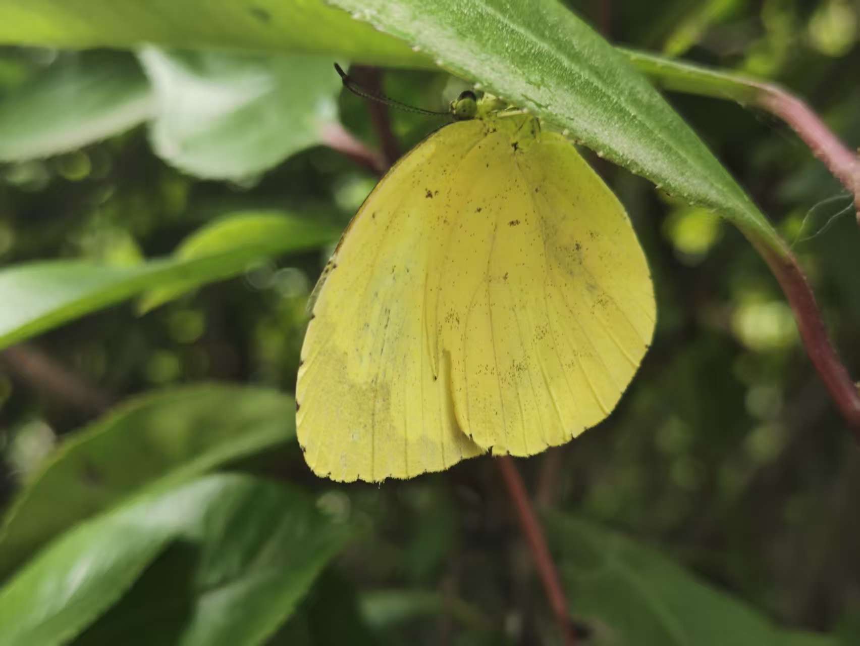北黄粉蝶